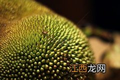 菠萝蜜肉怎么吃视频