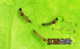 茶叶里白色虫子怎么办