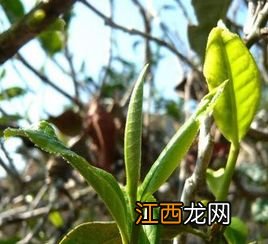 云南茶科所茶怎么样