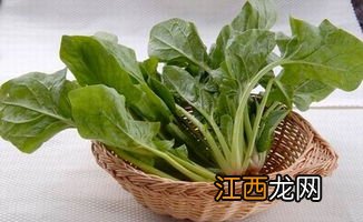 菠菜粉可以怎么吃好