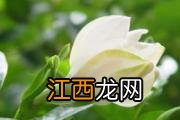 核桃壳的功效与作用