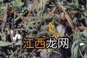 蒲公英茶对女性的作用 长期喝干蒲公英水好吗