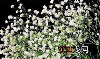 属猪的养什么花转运,属猪的养什么花转运旺财