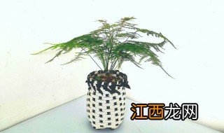 新房子放什么植物寓意好 新房子放什么植物