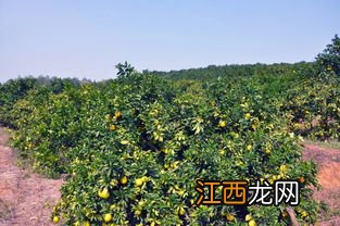 脐橙采果后喷什么叶面肥好