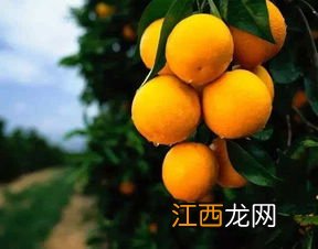 脐橙采果后喷什么叶面肥好