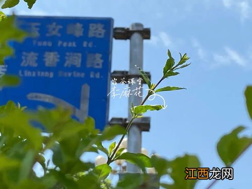 武夷山比赛肉桂怎么喝