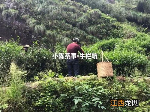 武夷山比赛肉桂怎么喝