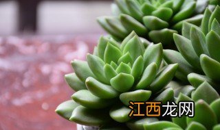 电脑旁放什么植物最好 电脑旁边放什么植物最好