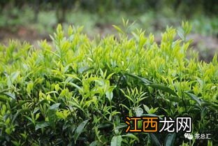 益品茶叶怎么样