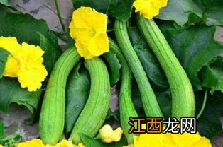 宝宝丝瓜怎么吃