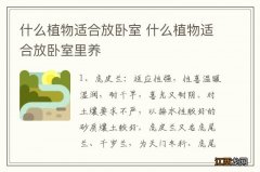 什么植物适合放卧室 什么植物适合放卧室里养