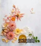 菊花与什么不可以一起喝