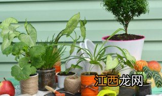 什么植物放卧室最好 什么植物放卧室最好养