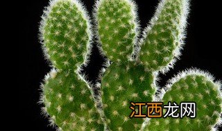 电脑桌放什么植物好 电脑桌放什么植物最好