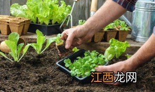 适合夏季种植的草花 春夏适合种植的花草