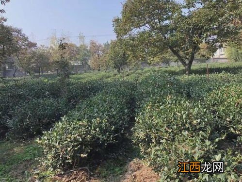 马陵山汤茶怎么样