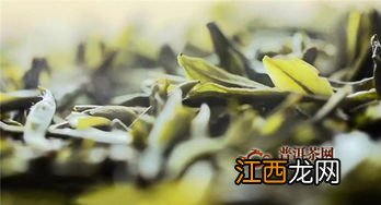 黄芽茶黄小茶黄大茶怎么区别