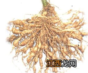 茶叶线虫怎么治