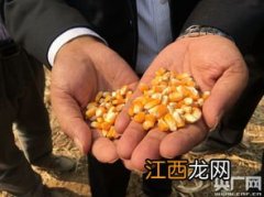 小麦玉米的籽粒是什么