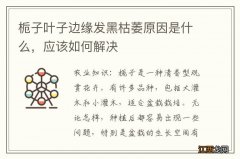 栀子叶子边缘发黑枯萎原因是什么，应该如何解决