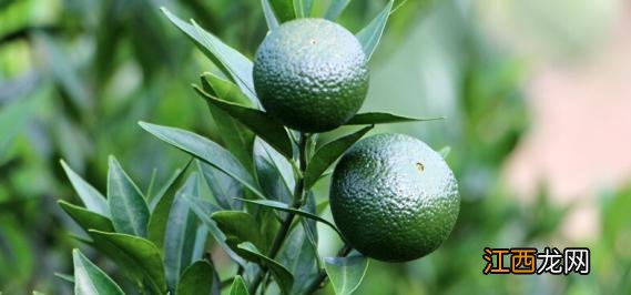 老茶头小青柑怎么用