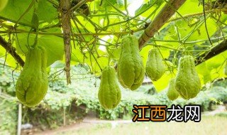 夏季高温佛手瓜会被晒死吗，佛手瓜夏天能热死吗