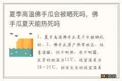 夏季高温佛手瓜会被晒死吗，佛手瓜夏天能热死吗