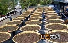 普洱青茶怎么存放