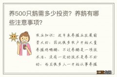 养500只鹅需多少投资？养鹅有哪些注意事项？