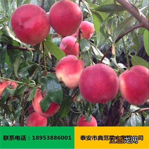 金秋红蜜桃品种介绍