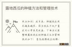 露地西瓜的种植方法和管理技术