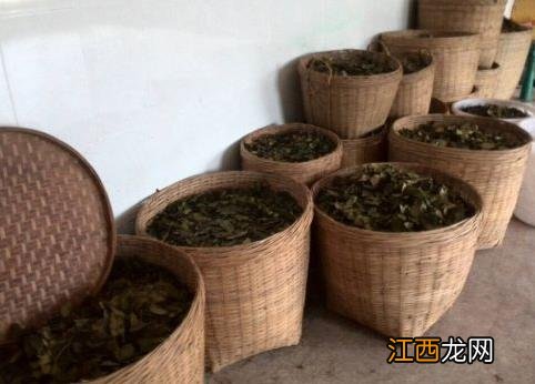 六堡茶怎么去霉味