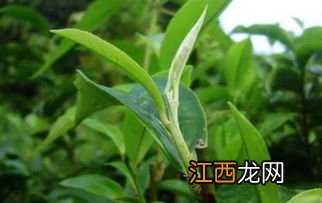 颠茶普洱怎么样