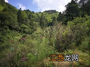 金俊眉正山小种怎么样