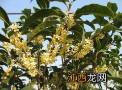 家用桂花怎么做成花茶