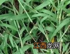 马唐草用什么灭草剂