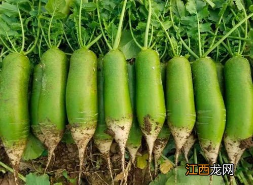 拔丝青萝卜怎么做好吃