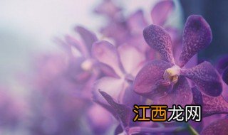 兰花换盆后怎样快速生根发芽 兰花换盆多久可以生根