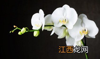 兰花换盆需要多久能生根 兰花换盆需要多久能生根发芽