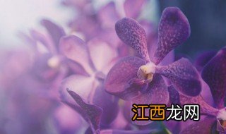 兰花换盆多久可以生根快 兰花换盆几天生根