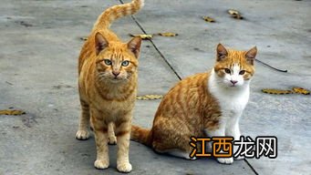 猫爪狗咬社保能报销吗？