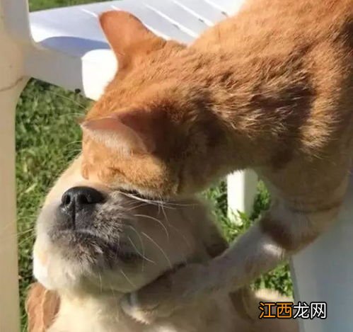 猫爪狗咬意外医疗报销吗？