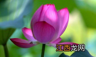 家里适合养什么可以开花的花 家里适合养什么可以开花