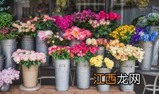 哪些开花植物适合家里 在家里可以养什么开花的植物