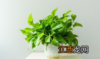 适合家里开花绿植 适合家庭养的开花植物