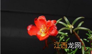 电影那一朵小红花剧情 那一朵小红花故事内容是什么