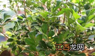 米兰多久服盆生根 米兰花换盆多久生根正常