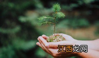 家里适合养的开花盆景树，家里适合养的开花盆景树种