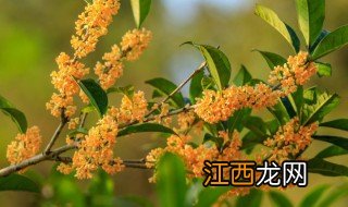 家里适合养什么花四季开花 家里适合养什么花四季开花呢